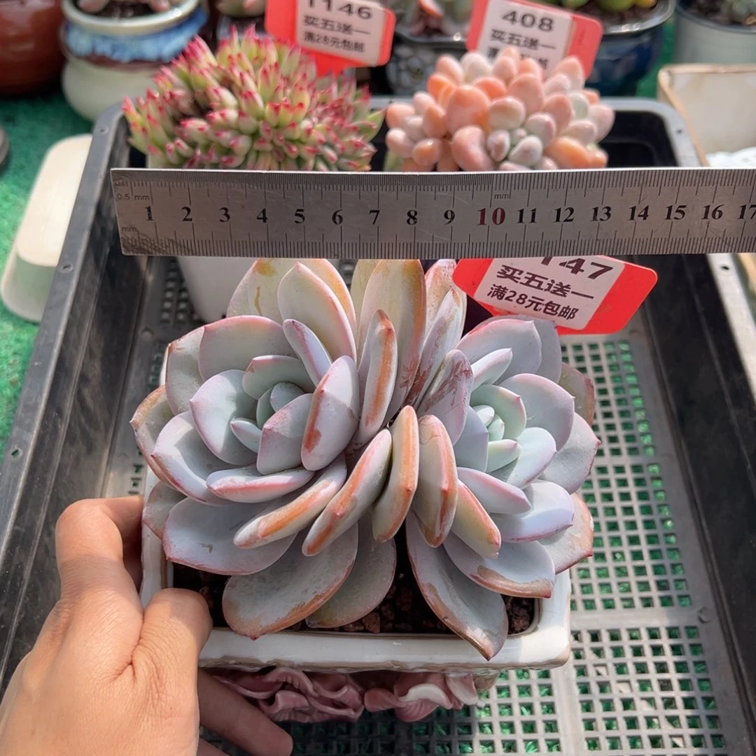 表妹精品多肉植物1147.