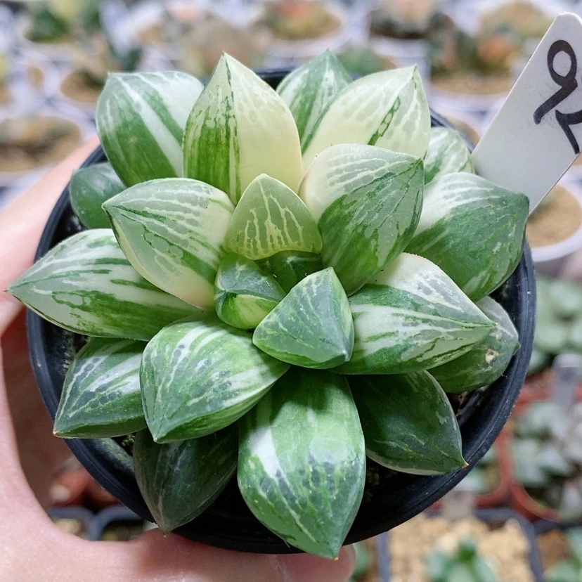 【闪购商品】92莫迪卡杂交锦