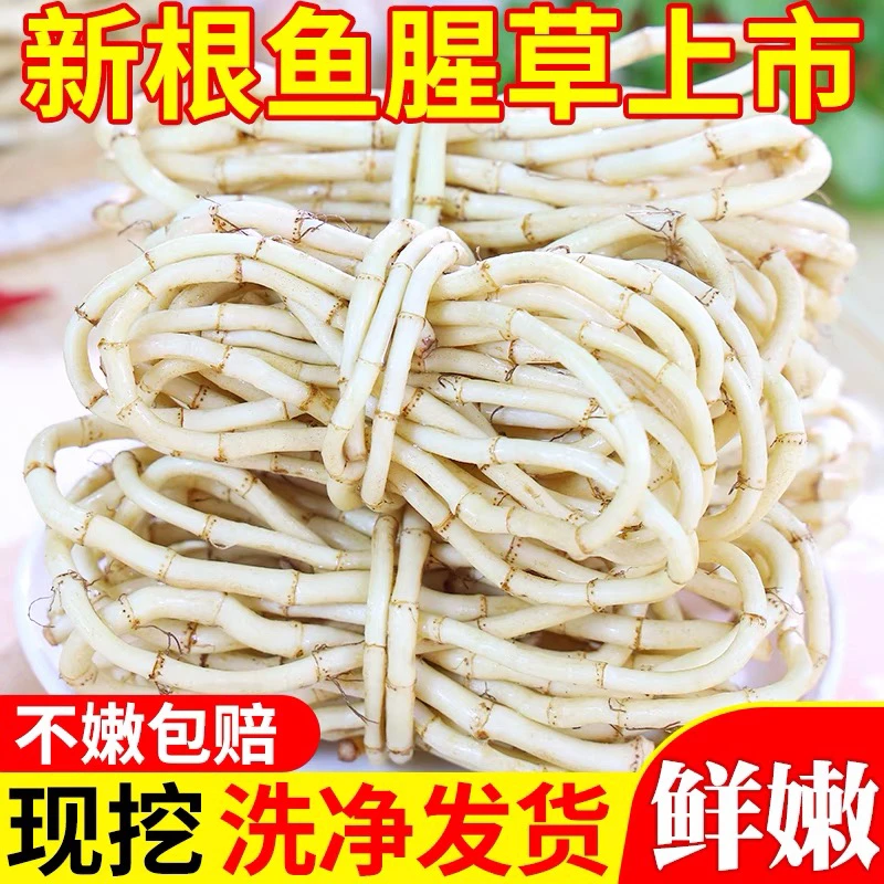 （普通快递）新鲜现挖折耳根鱼腥草猪鼻孔嫩芽嫩根叶凉拌当季蔬菜