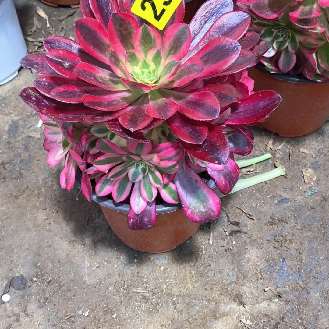 美杜莎多肉植物299