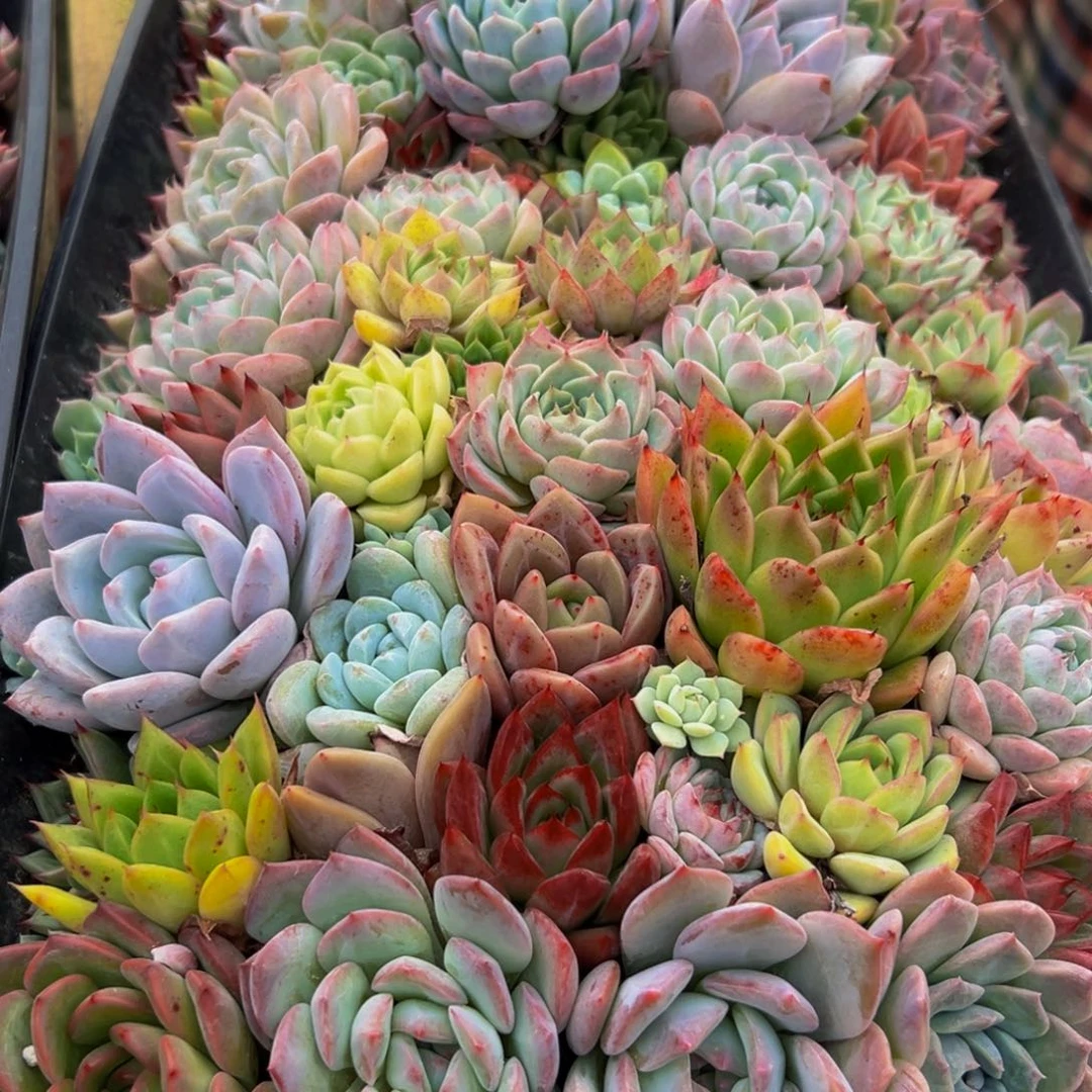 897的的我还以为会有人