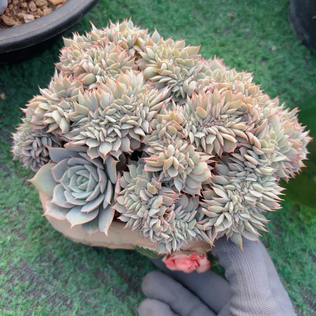 雪域兰巴黎8888888888888888