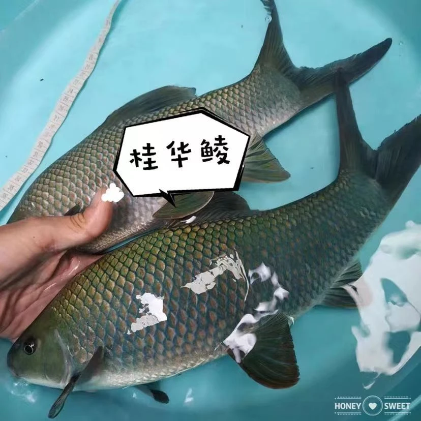 现捞现发四川青龙棒 华鲮鱼 观赏水族 渔场直发 淡水饲养