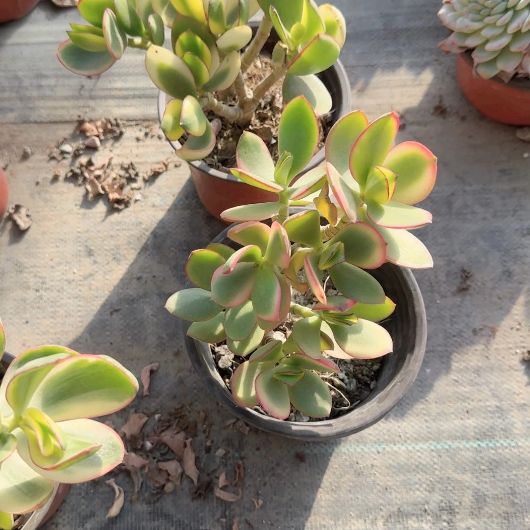 无花朵新花月锦特价