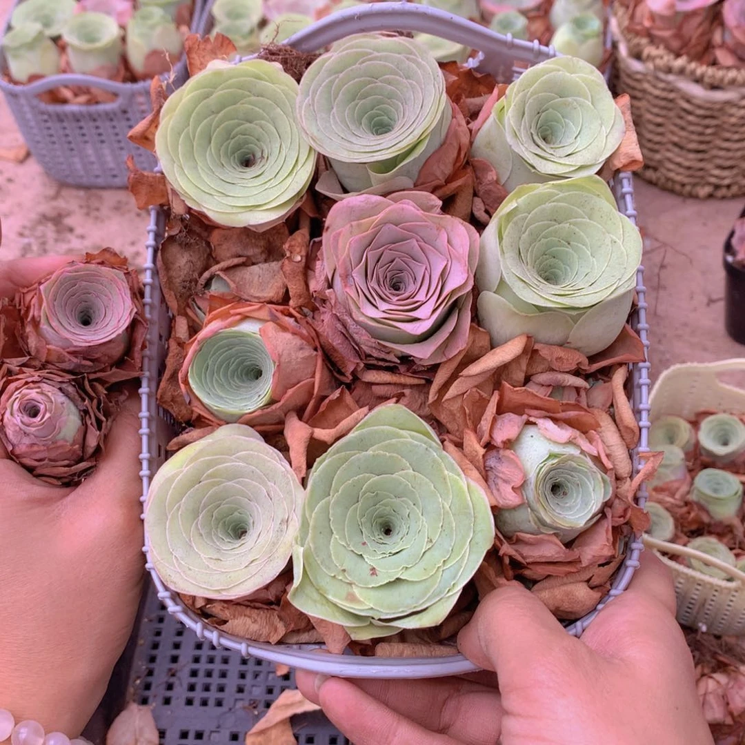 9颗大单头多送2颗量拍