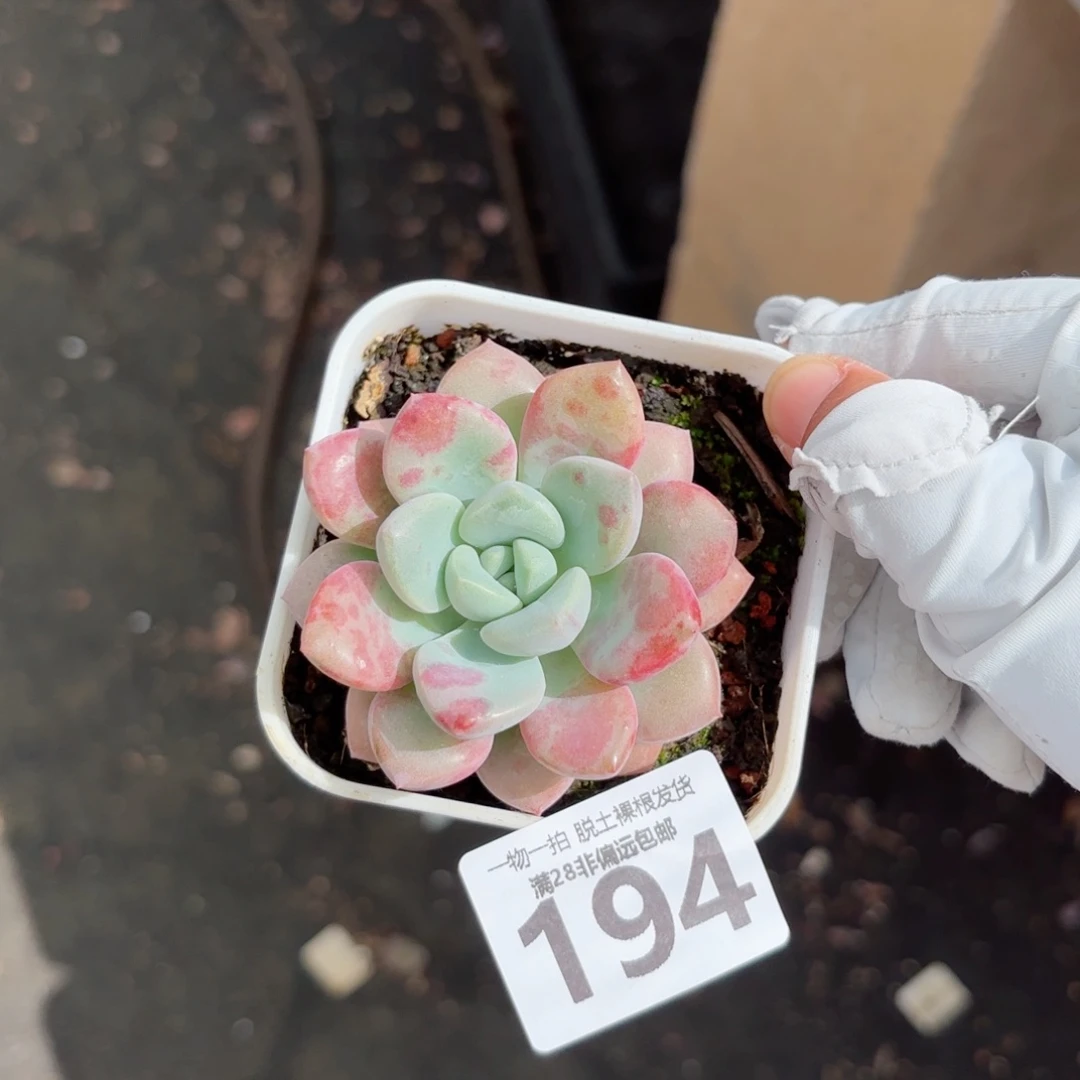 花斑鹿单头无盆土发货