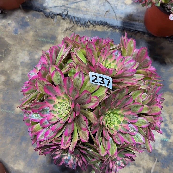 铿**瑰237粉黛多肉法师