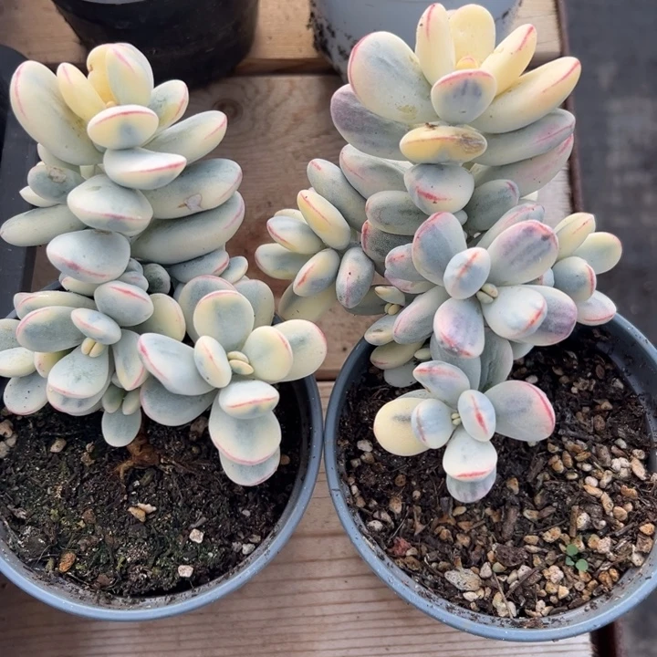 无花朵603号福娘锦无砍两个