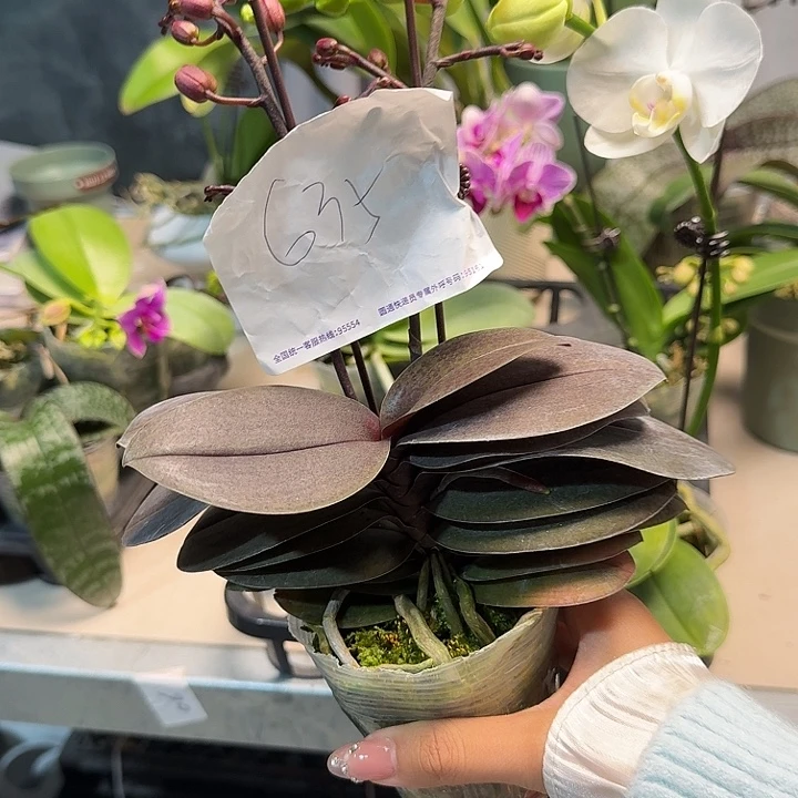 i***m大部分开放少量花苞635