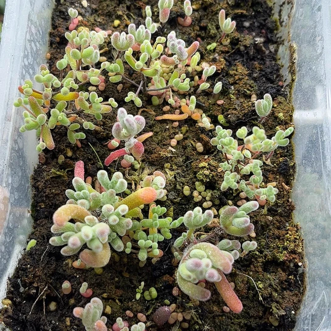 25混播切糕优选枝干番杏
