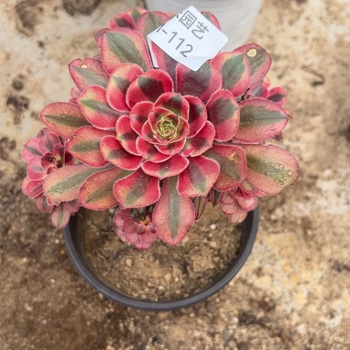 初恋粉体香奈儿多肉植物112