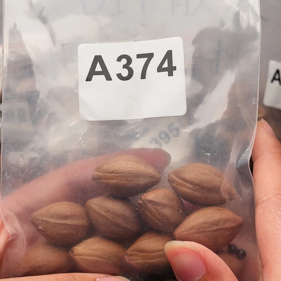 橄榄核手串/手链橄榄