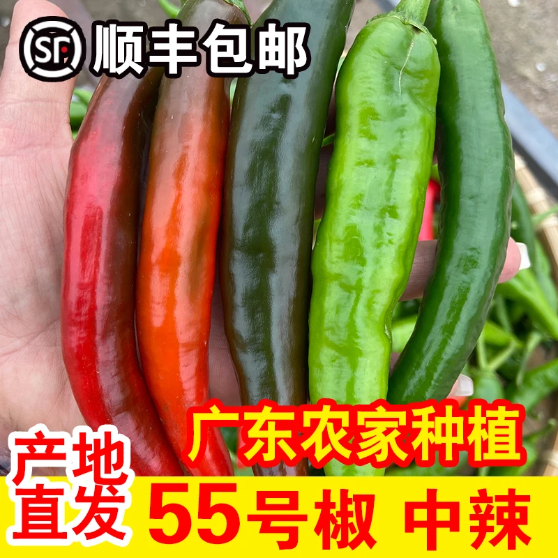 顺丰包邮 55号椒 新鲜 现摘现发当季辣椒 农家种植 中辣辣椒3/5斤