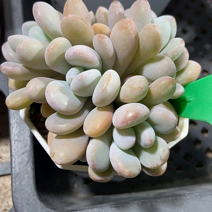 多肉植物粉兔916多肉