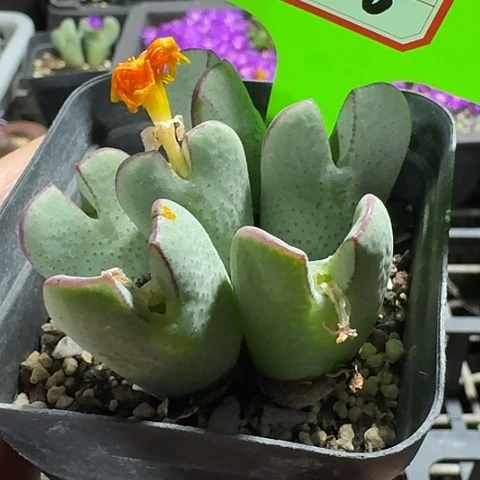 密密麻麻密密麻麻5006