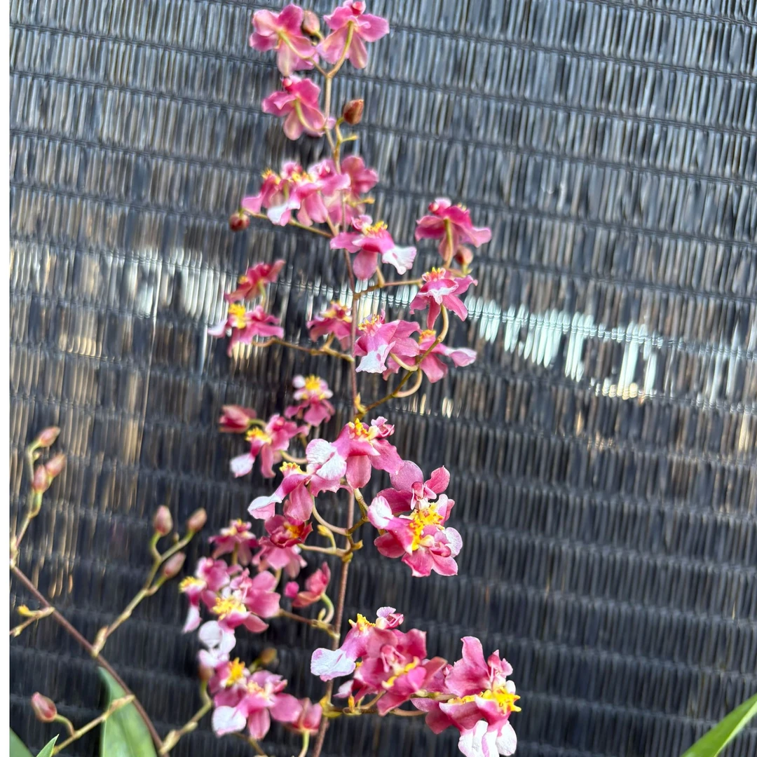 喜气洋洋 3-4支花剑 香水文心兰 盆栽兰花 阳台客厅好养护