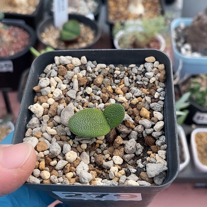 279产地泡泡叶钢锉灯台