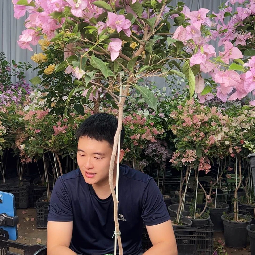 w***玲大部分花苞少量开放D47赛佛里