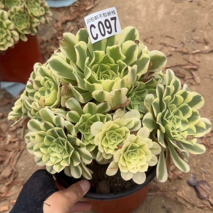 绿豆沙……多肉植物……