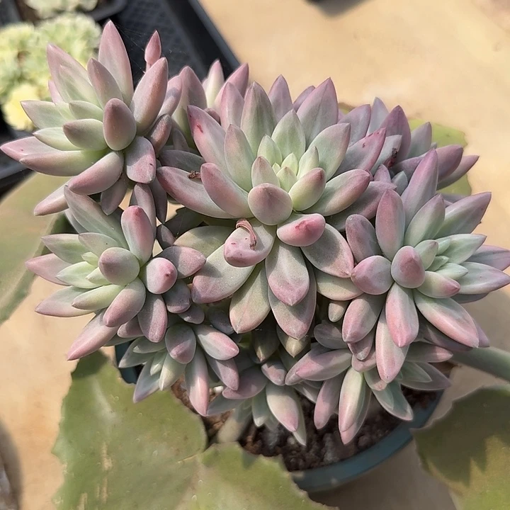 粉钻溜溜球锦腹轮锦一颗