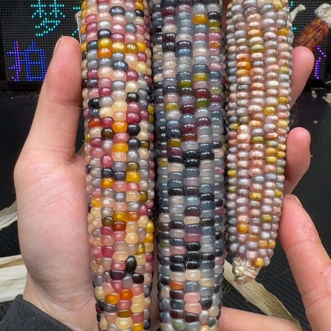 柏香籽/百香籽吊坠瑶*万