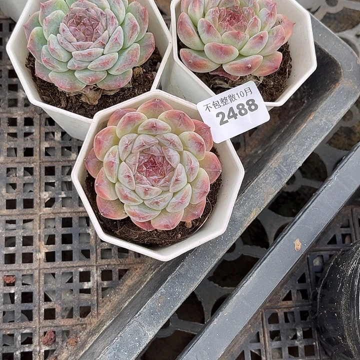 阿雅园艺。      2488冰魄三颗