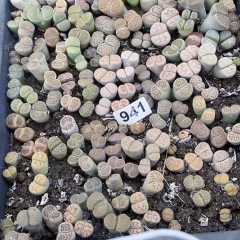 941生石花一物一图如图