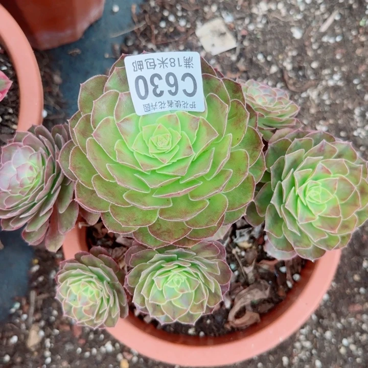 多肉 轮回多肉法师植物