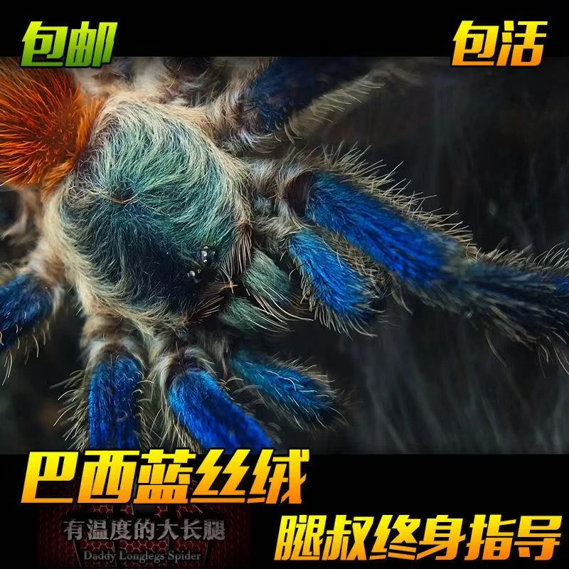 腿叔~巴西蓝丝绒宠物蜘蛛新手入门蓝色温顺树栖活体宠物蜘蛛