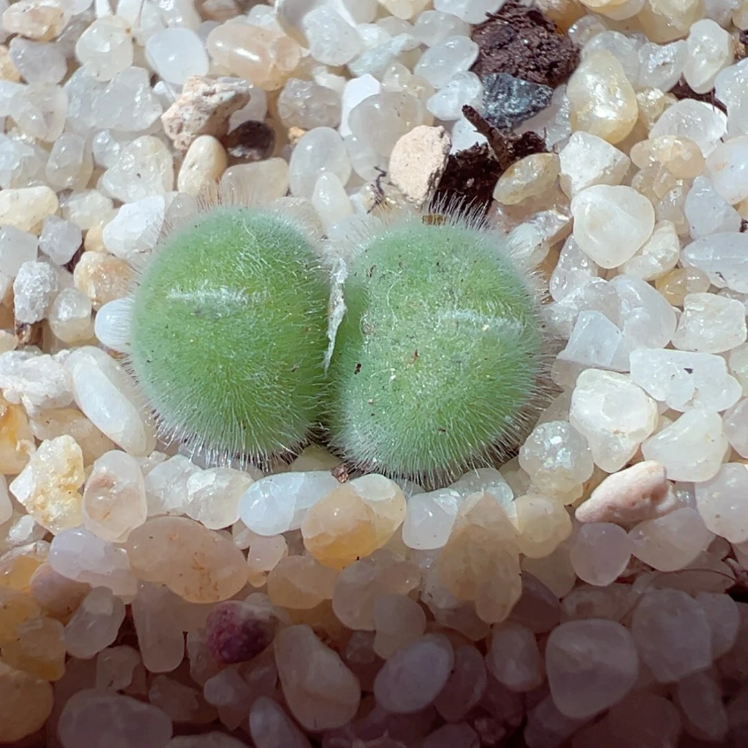 1210-384多肉多肉小美毛球