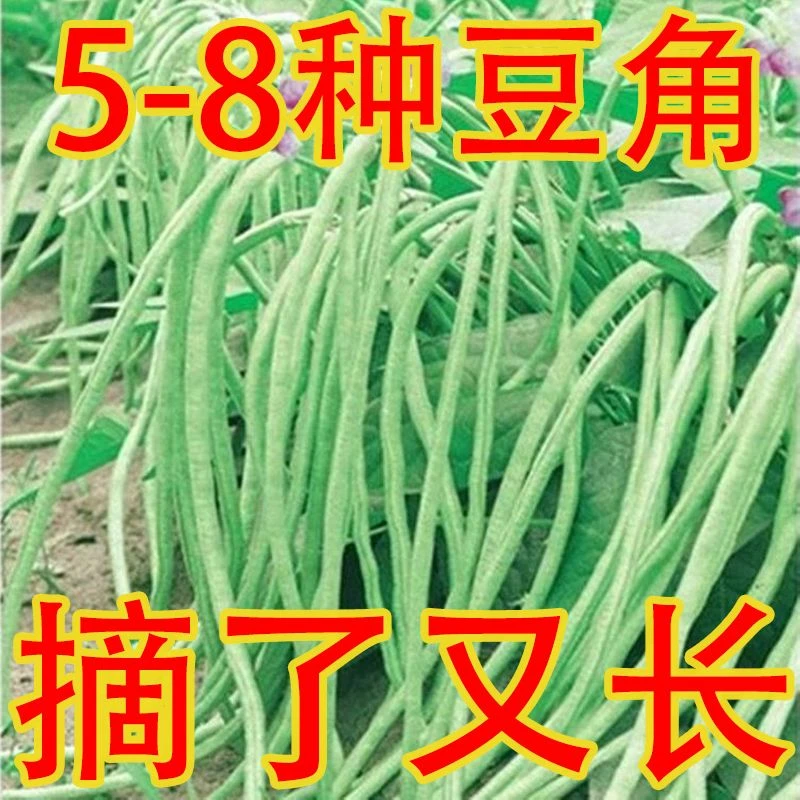 高产无架长豆角种子矮生不搭架阳台盆栽地豆四季播庭院蔬菜种子