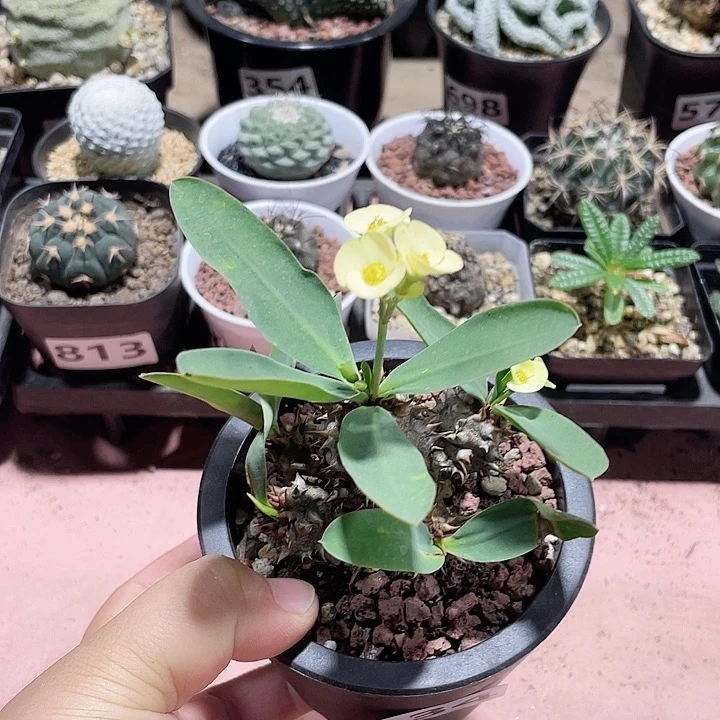 834美花恋珠大戟