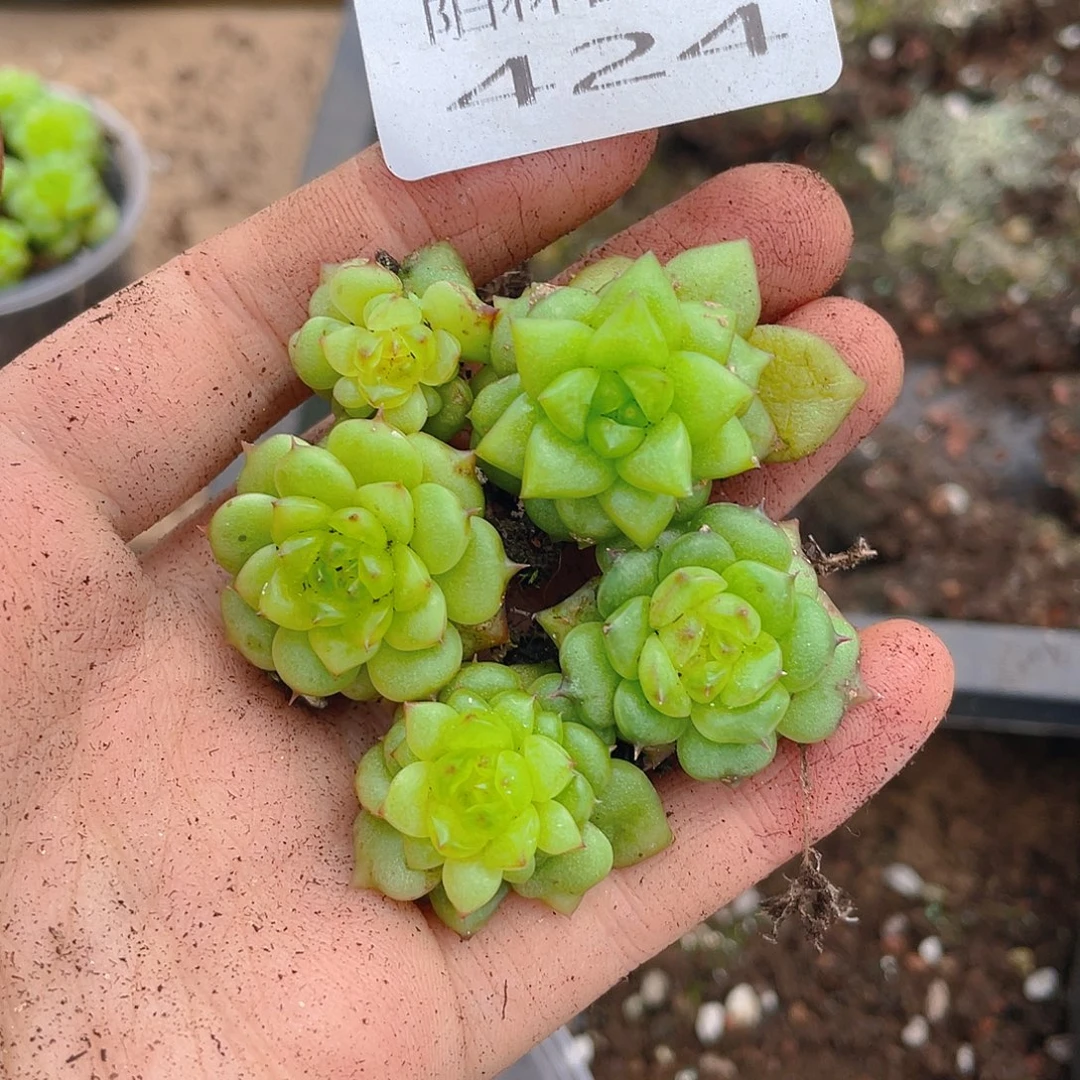 多肉植物多肉植物424