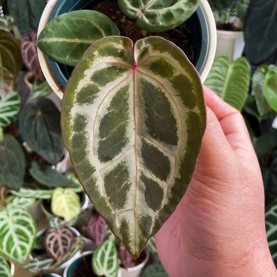 完全开放粉柠檬杂红