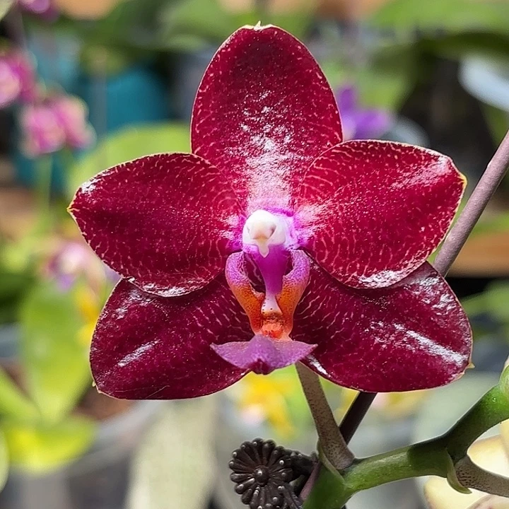 大部分开放少量花苞弥陀太阳国王