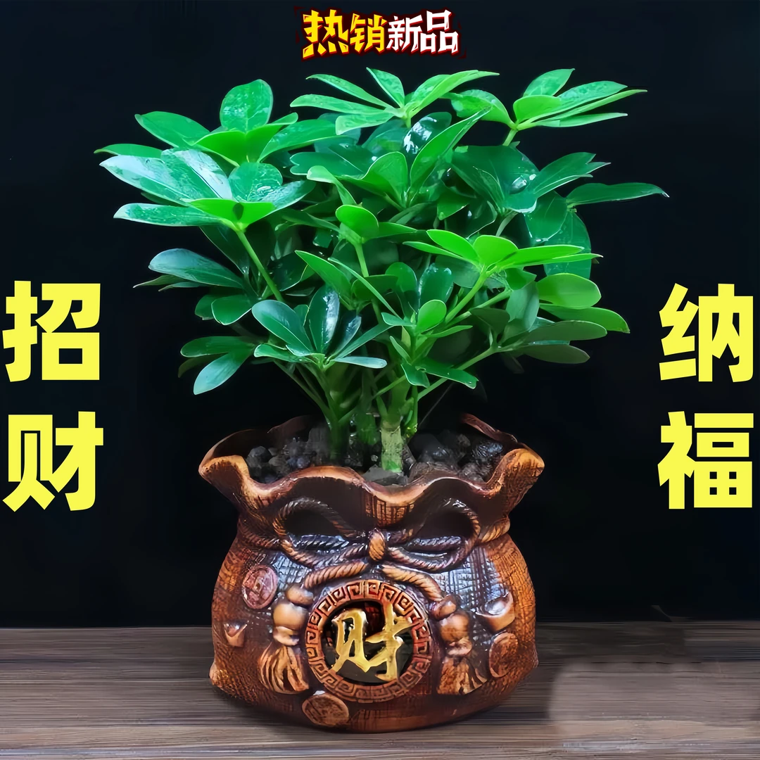 八方来财四季常青鸭脚木室内客厅桌面绿植盆栽花卉招财植物小盆景