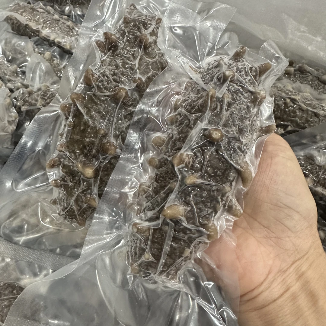 【千菡食材】即食海参 单个包装4只左右/斤 鲜活加工Q弹有嚼劲