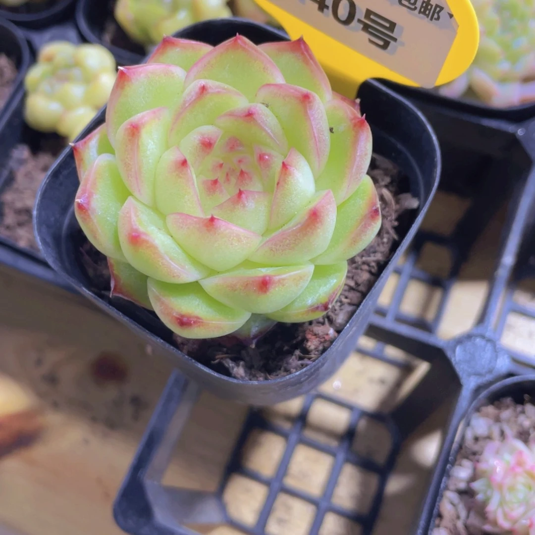 840号 珍妮冰透麦秆单头