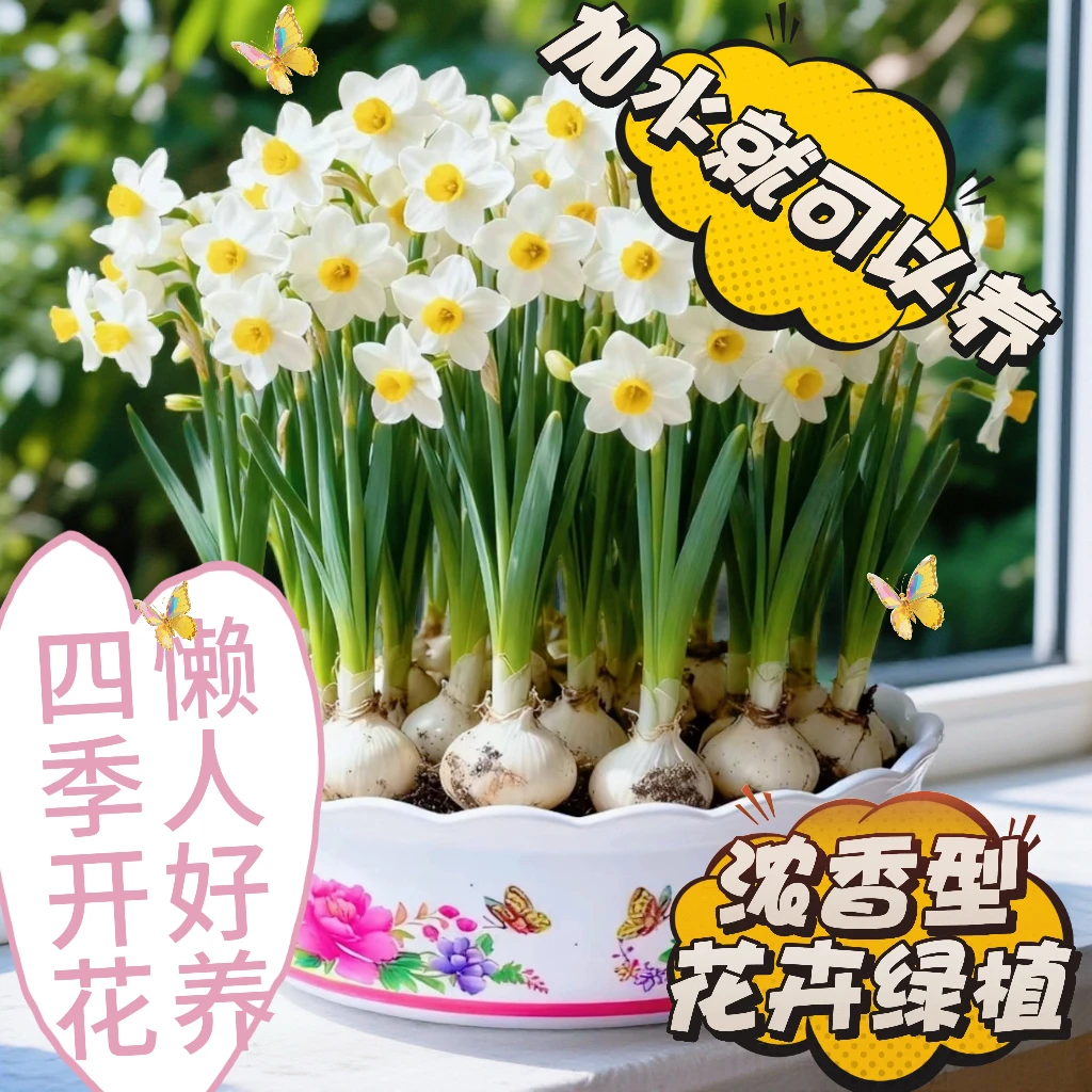 浓香型耐寒水仙花种球花卉四季懒人好养活室内浓香水培绿植盆栽