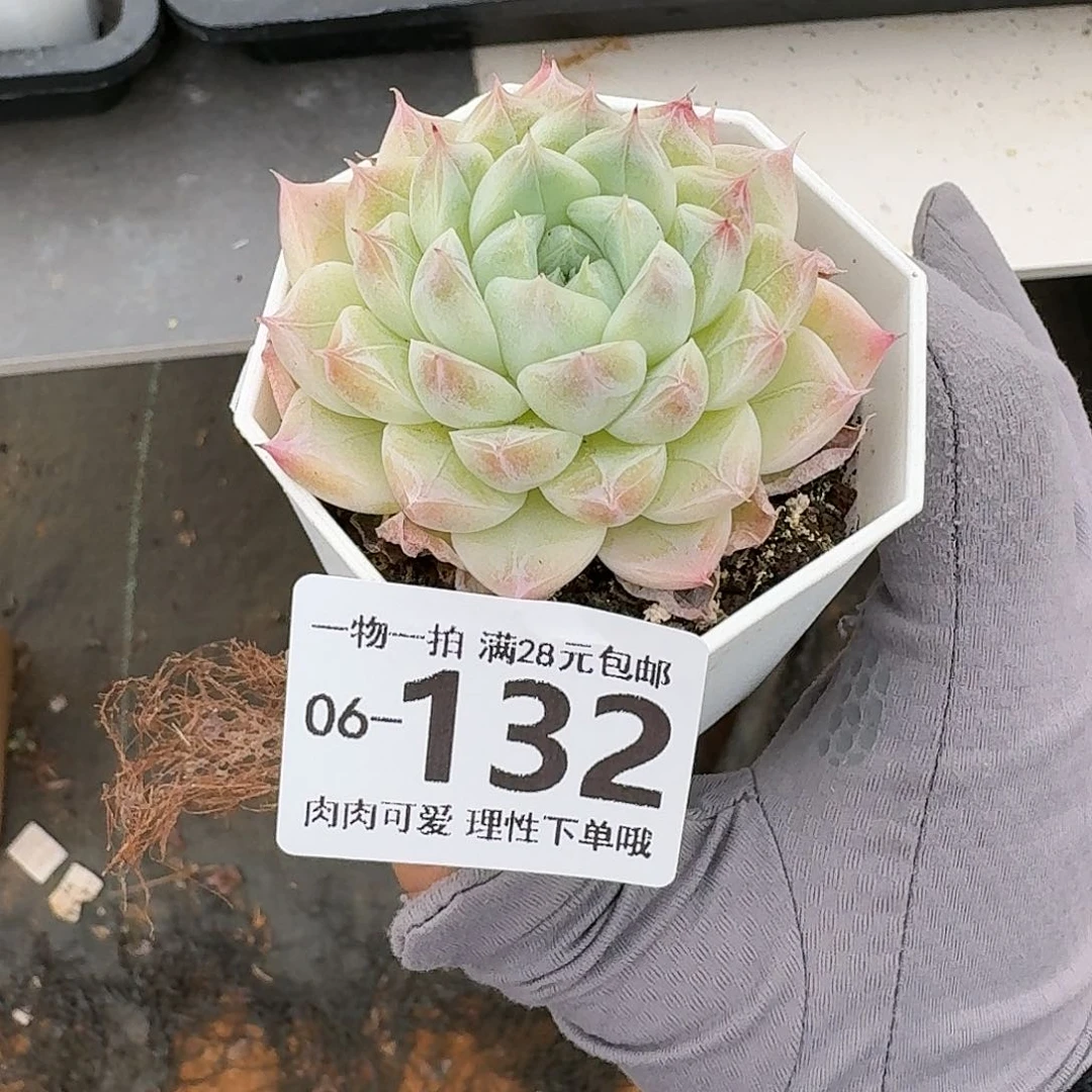 白卡无盆土发货无盆土无发货