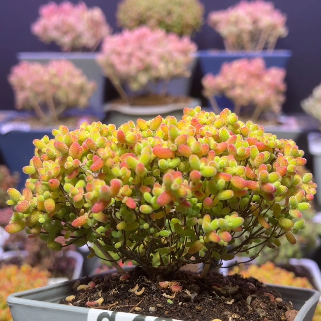 【闪购商品】d434蜜橘糖球枝干番杏