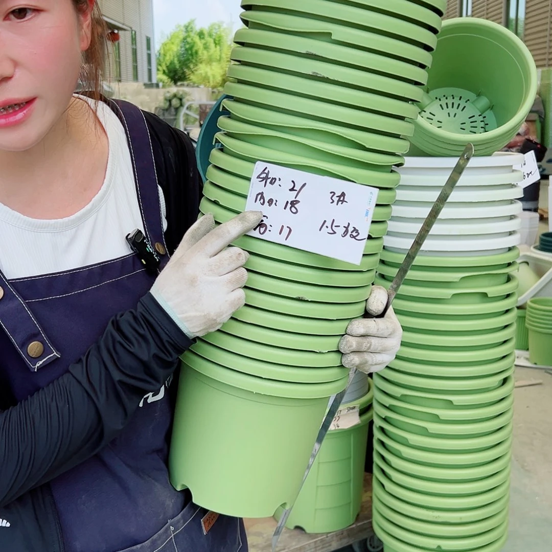 瑕疵四季盆3#果绿12个无托