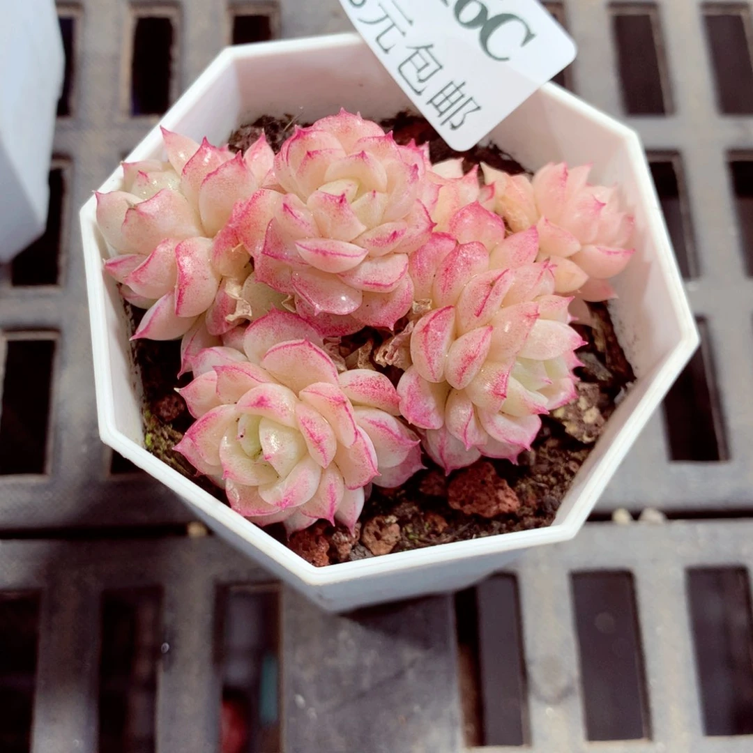 5厘米盆精控多肉1816