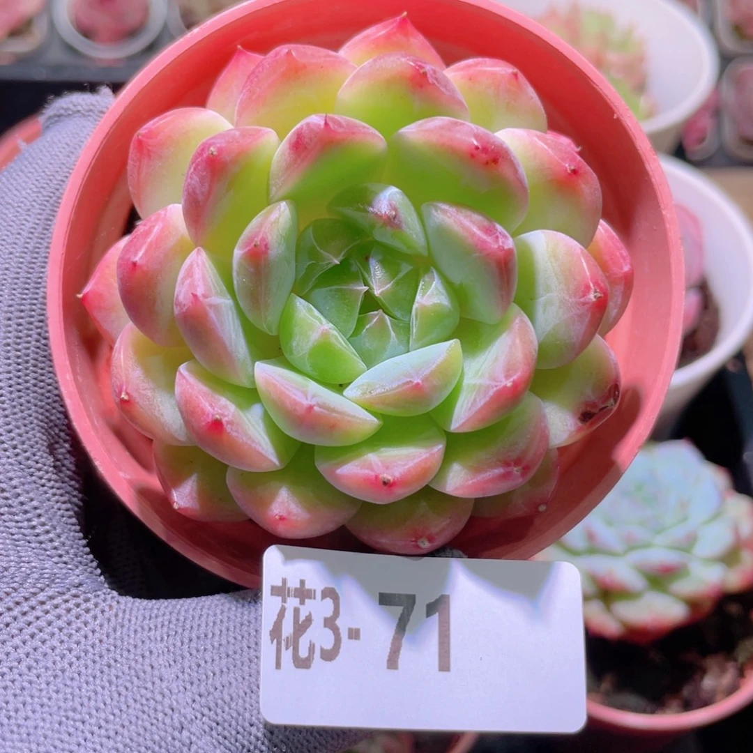 花利美 3-71糖心新品