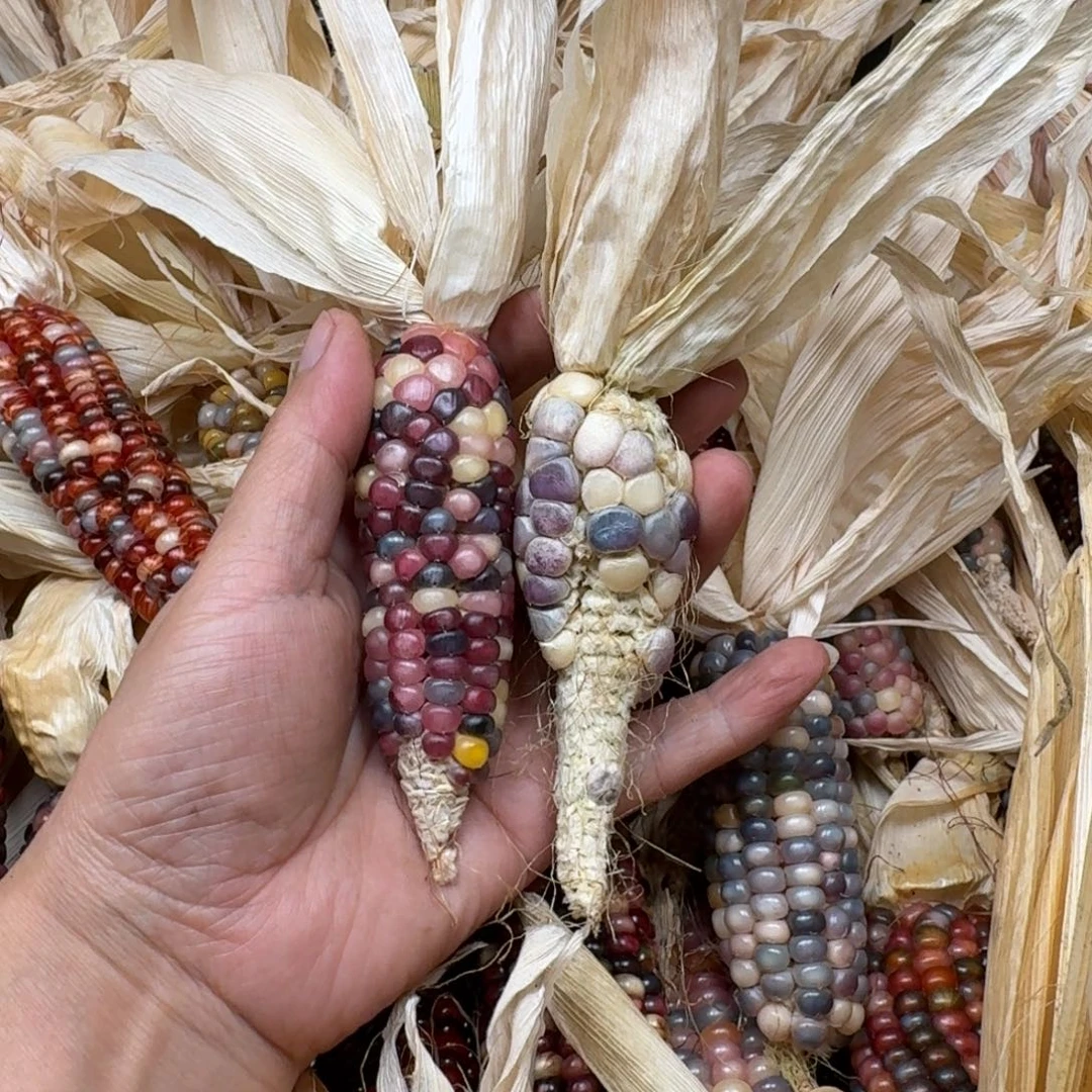 柏香籽/百香籽吊坠深****琦