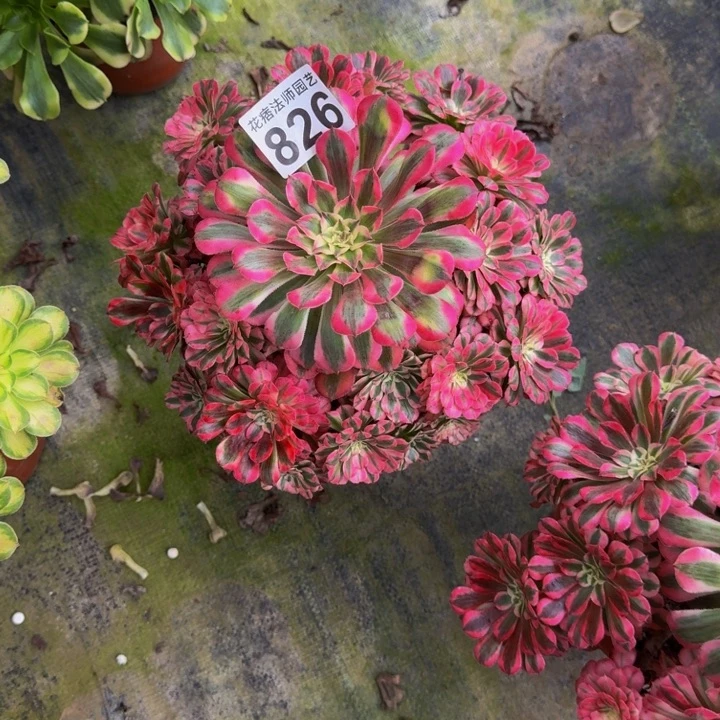 00000000000826红彤白