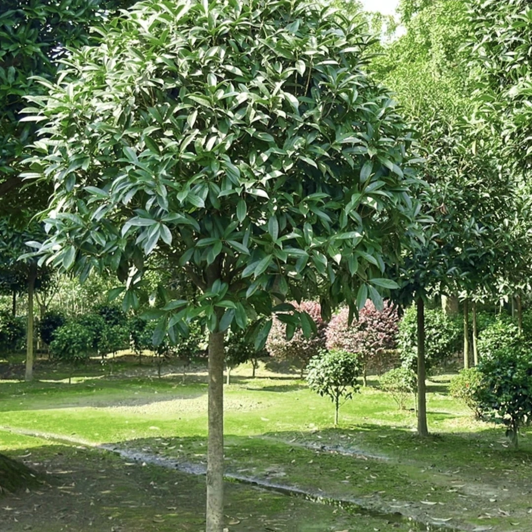 精品八月金桂，花香浓郁适合庭院种植