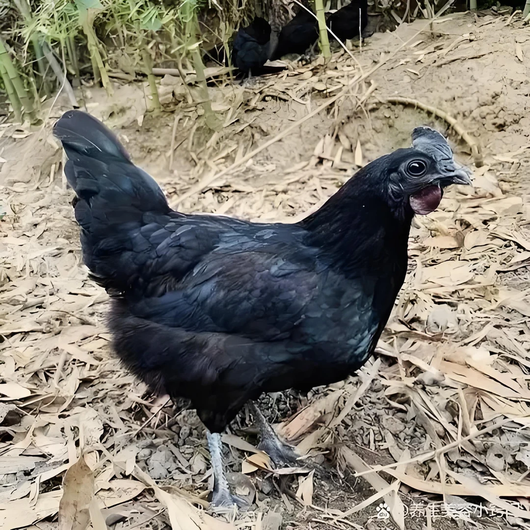 母鸡（不支持七天无理由，不支持退换，不支持拒收）理性消费