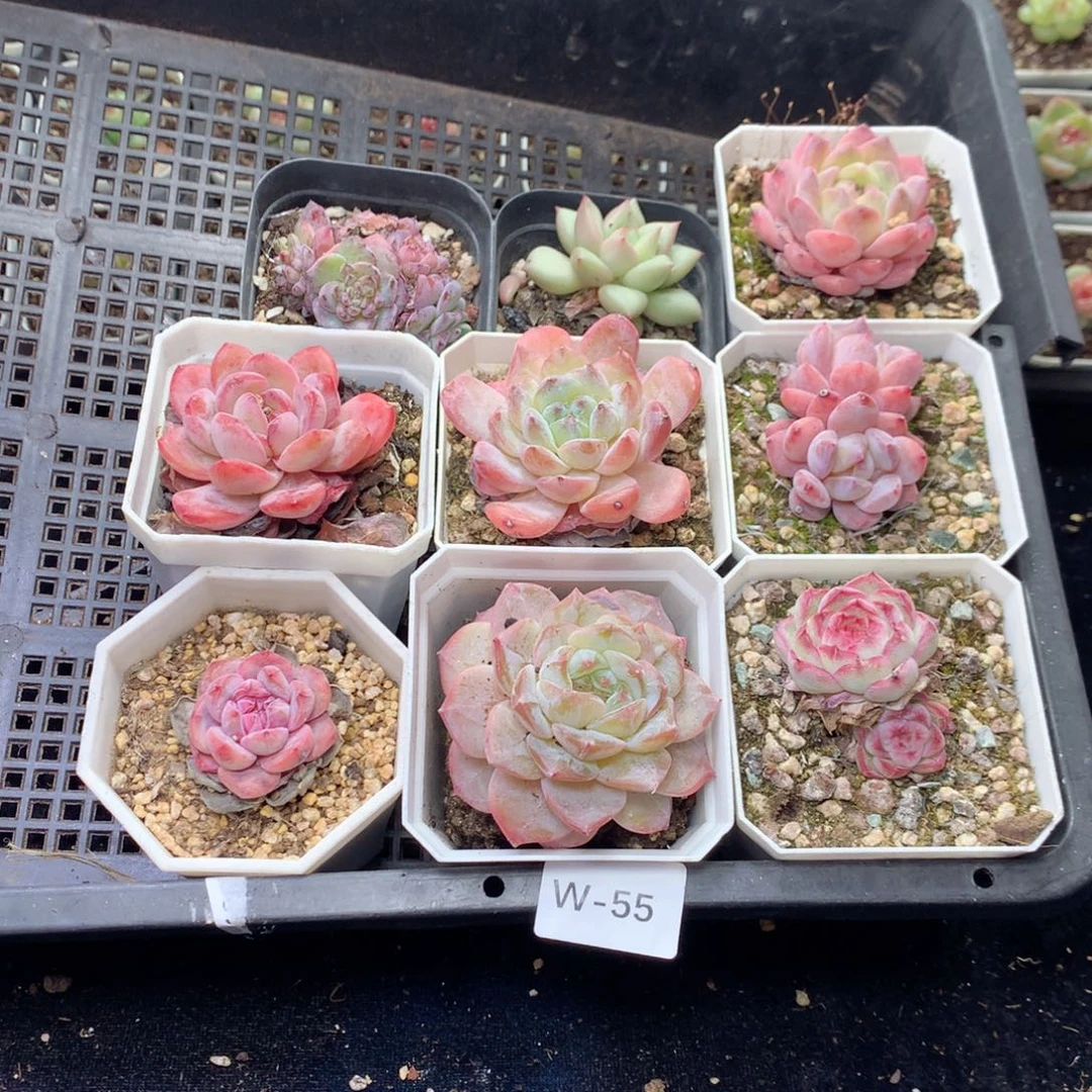 无花朵W55英语英语