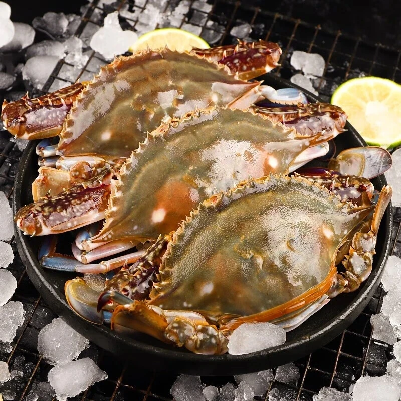 鲜活梭子蟹  4-5两/只  1.5kg 鲜活打氧发货【保鲜不保活】海捕梭子蟹掉正常